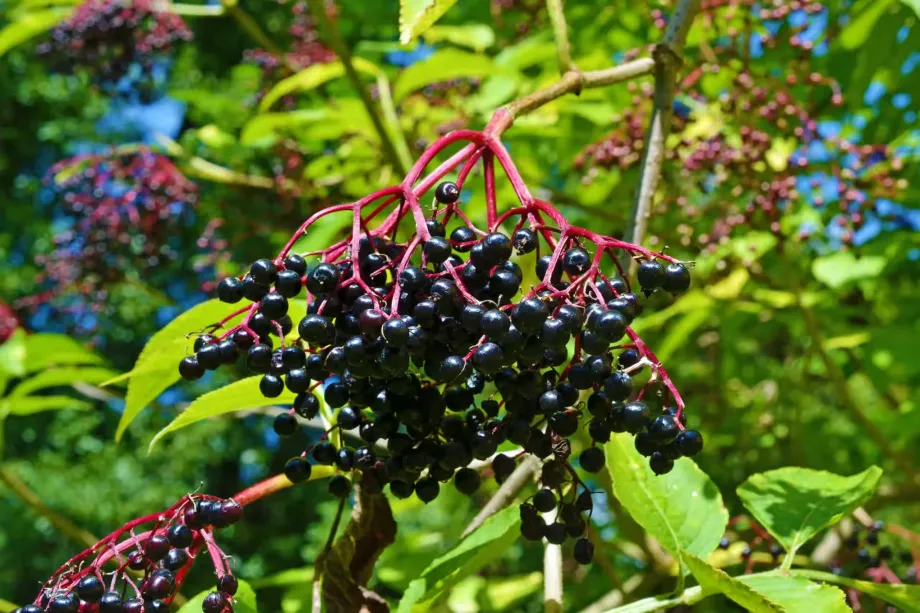 Sambucus Nigra - Fruit
