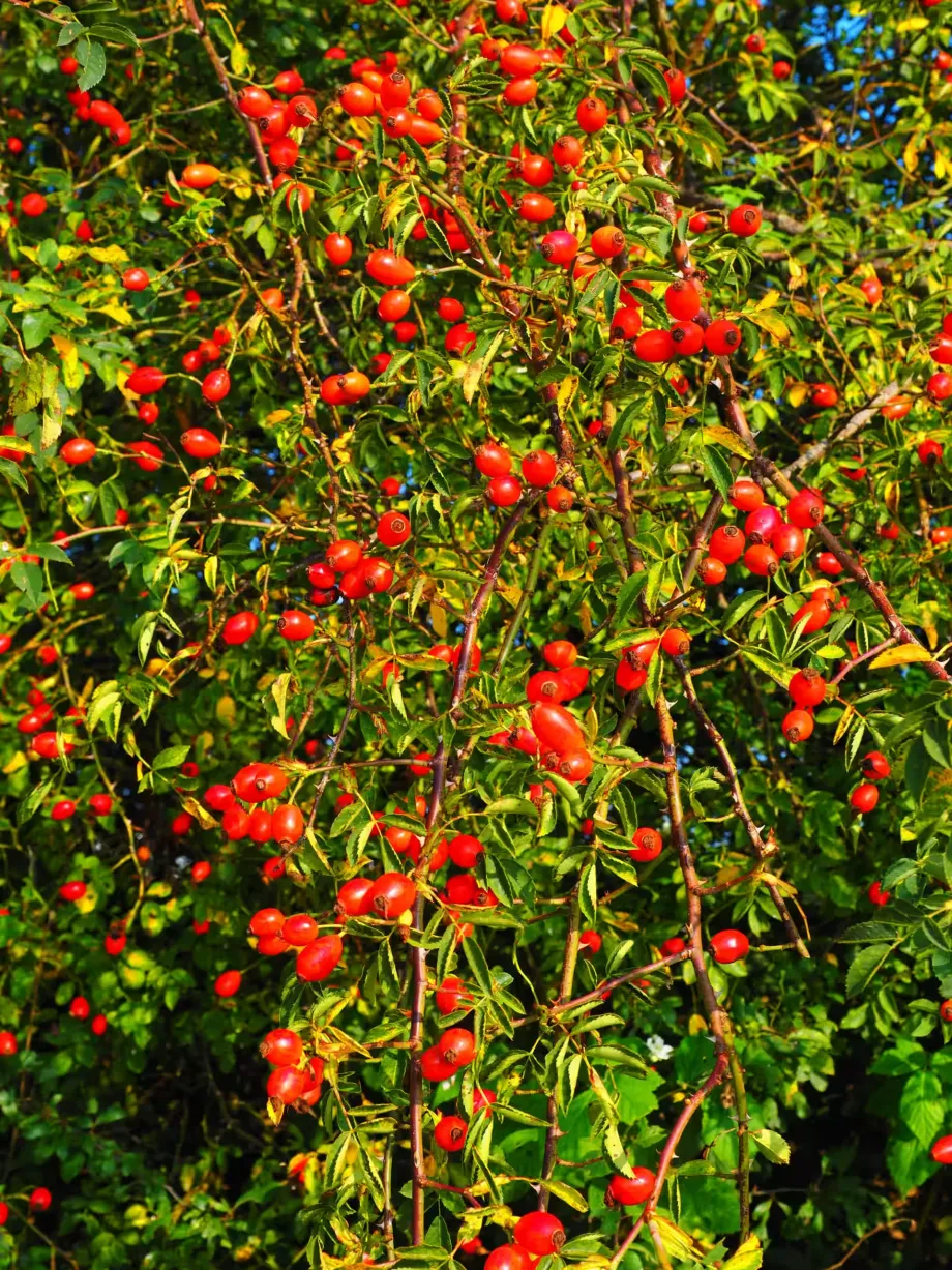 rosehips-694028
