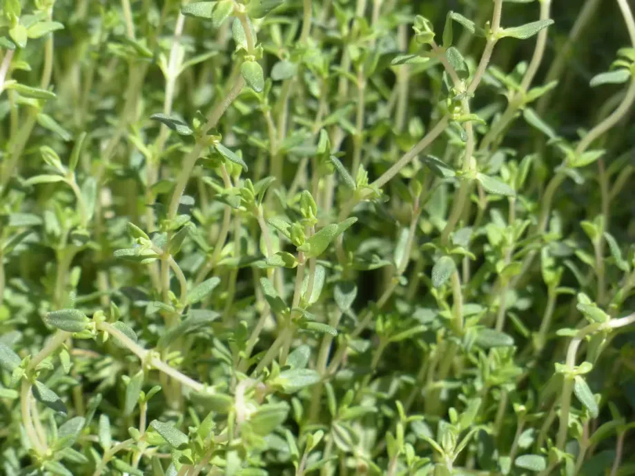 thyme-115349