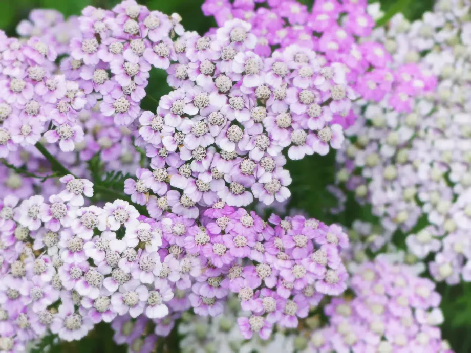 yarrow-7226004