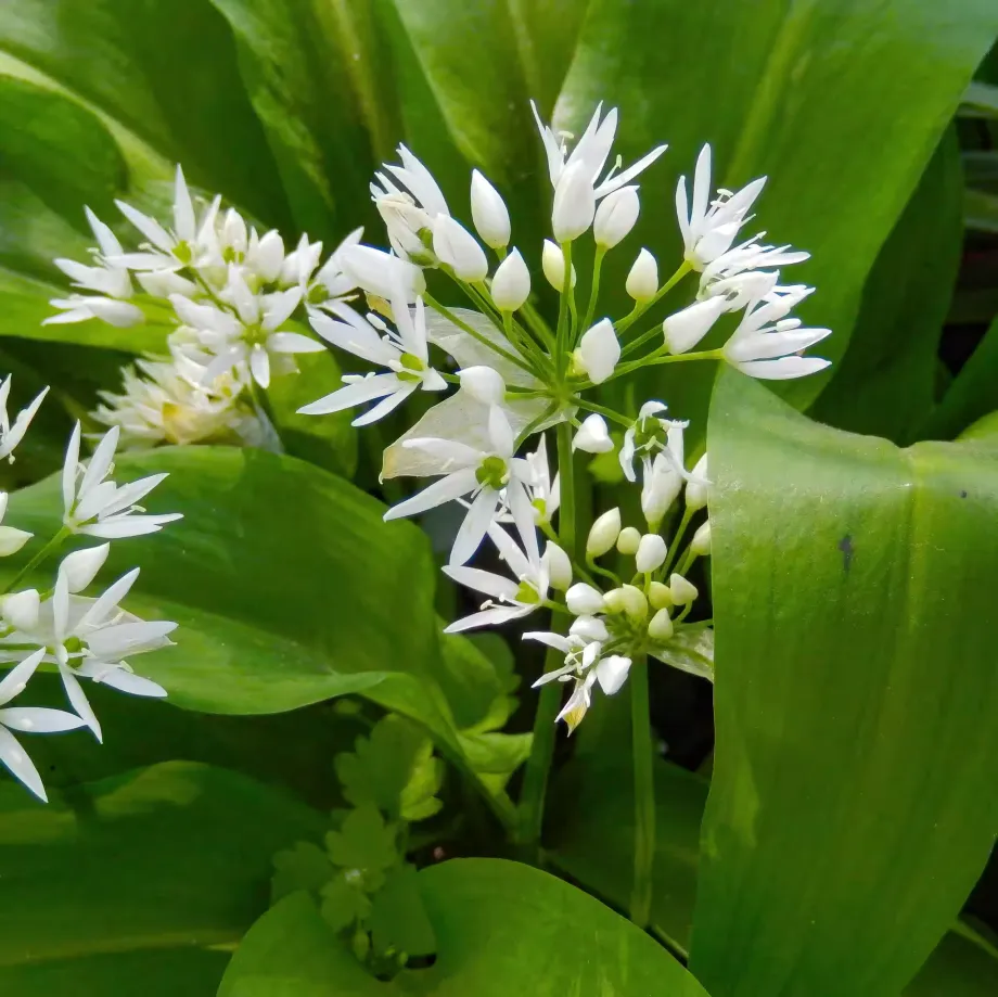 wild-garlic-5031516