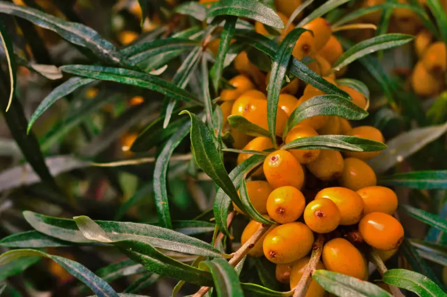 sea-buckthorn-6562457
