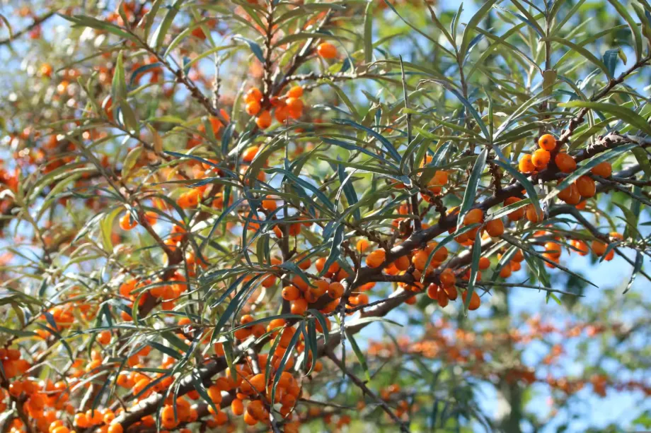 sea-buckthorn-3891219