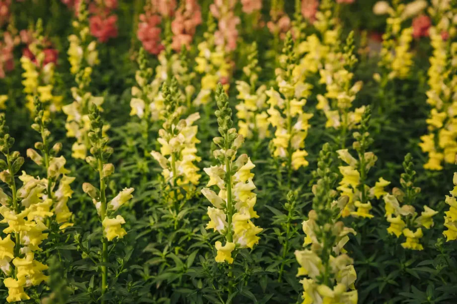 nature-background-yellow-flower-antirrhinum-majus