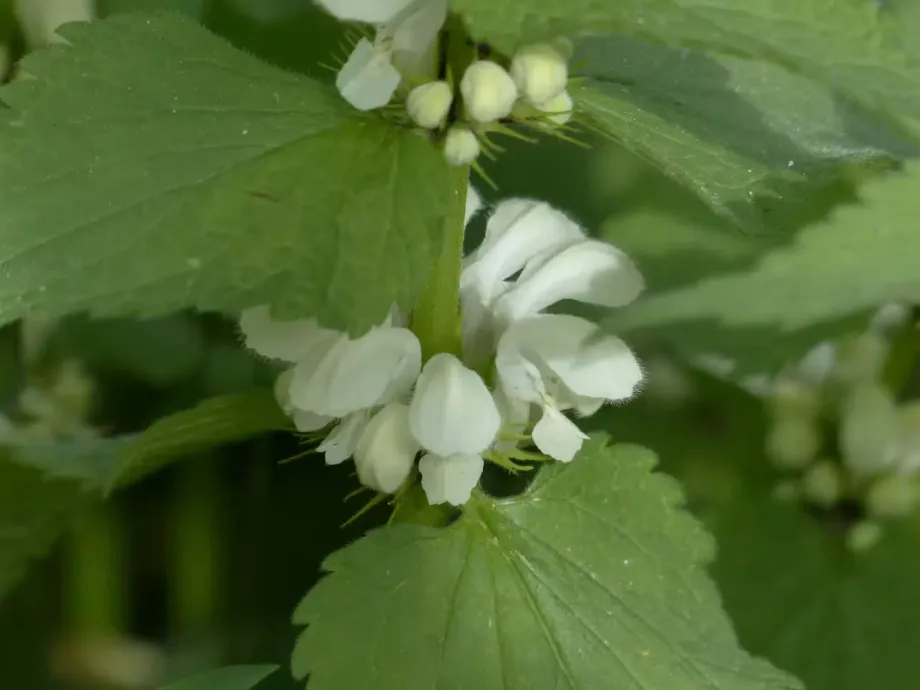white-deadnettle-116270