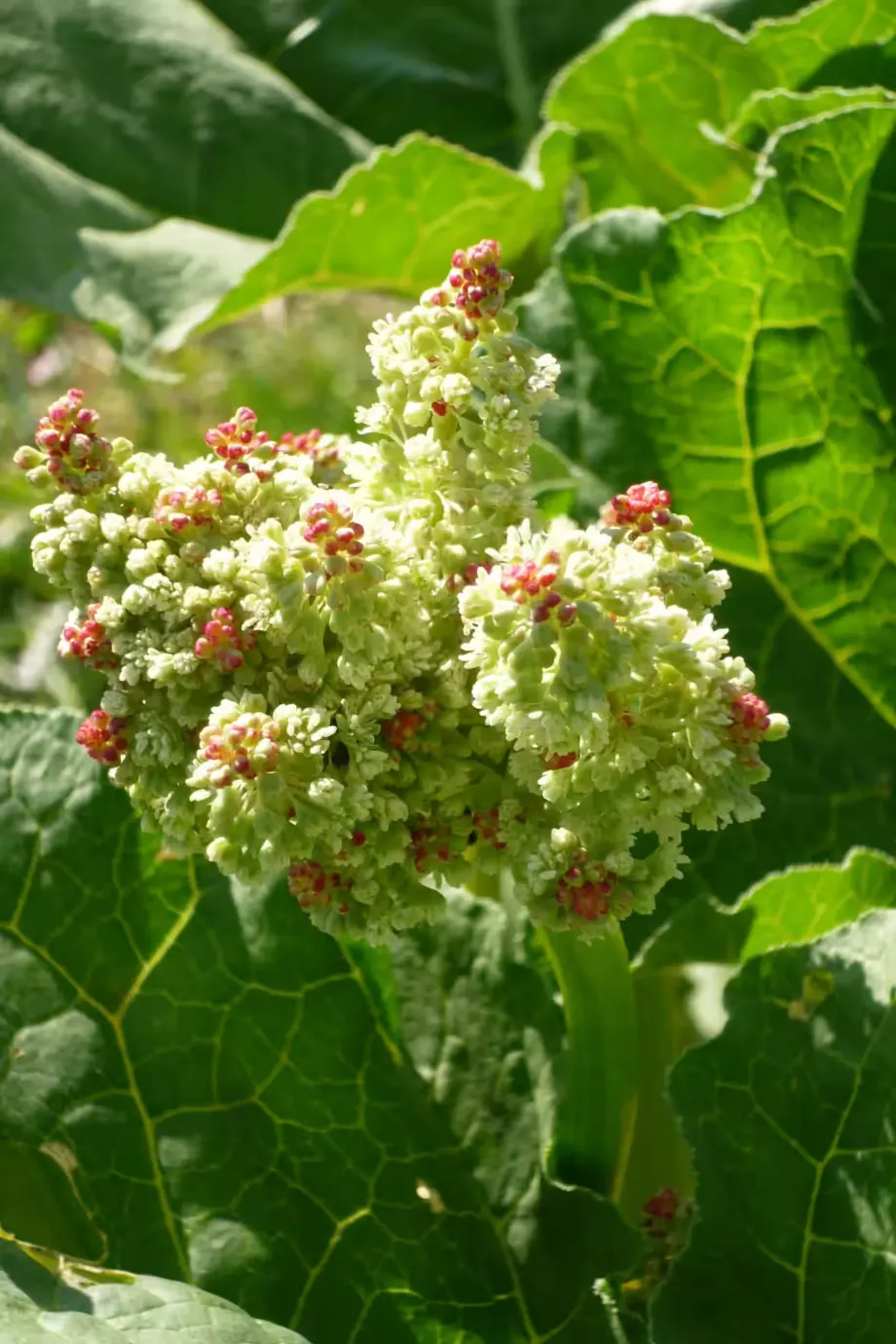 rhubarb-1881376