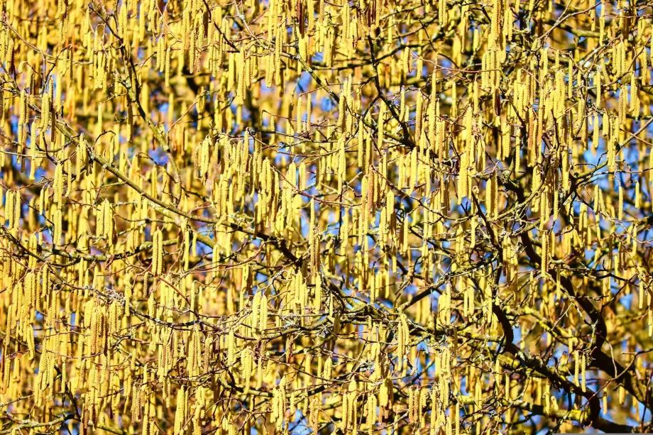 blossom-kitten-4000955